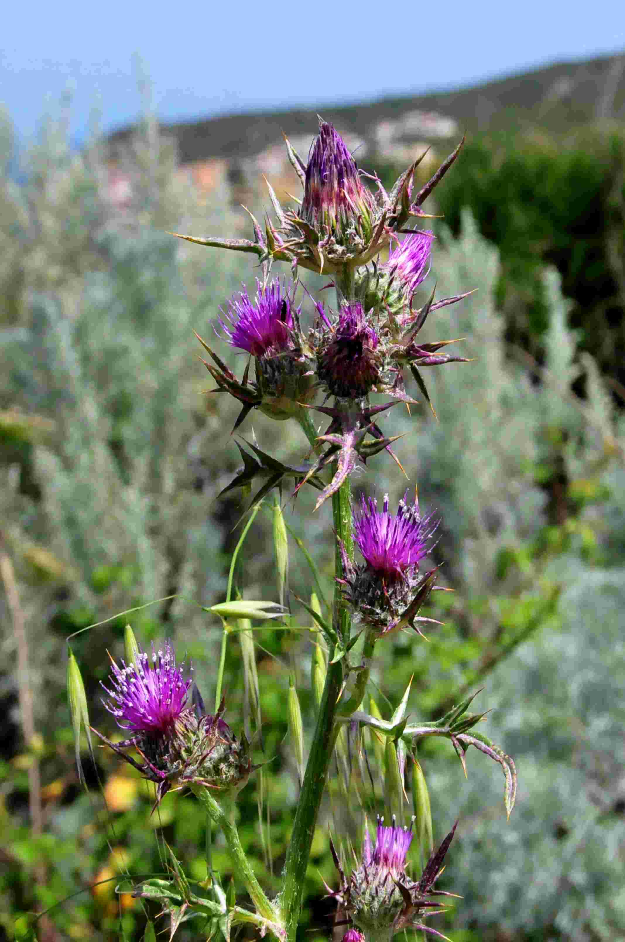 Carduus pycnocephalus e Notobasis syriaca